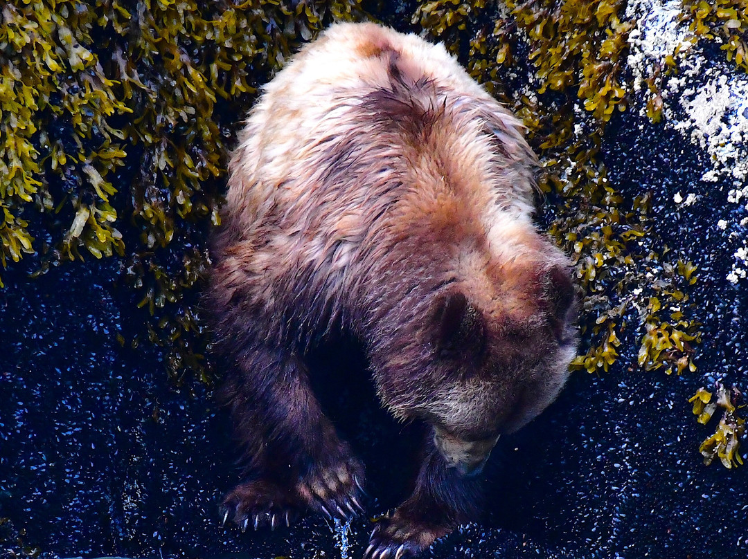 Tide Rip Grizzly Tours-Telegraph Cove必去景点