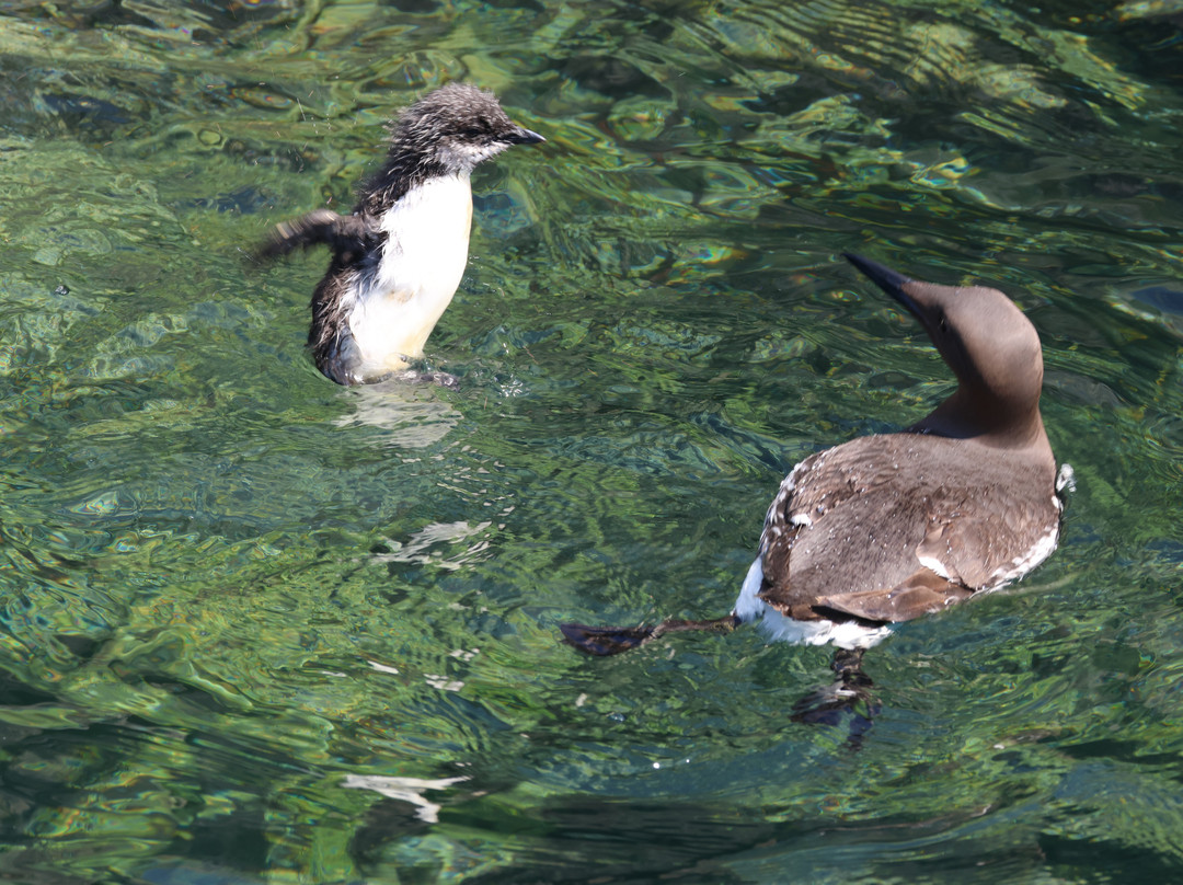 Serenity Farne Island Boat Tours-Seahouses必去景点