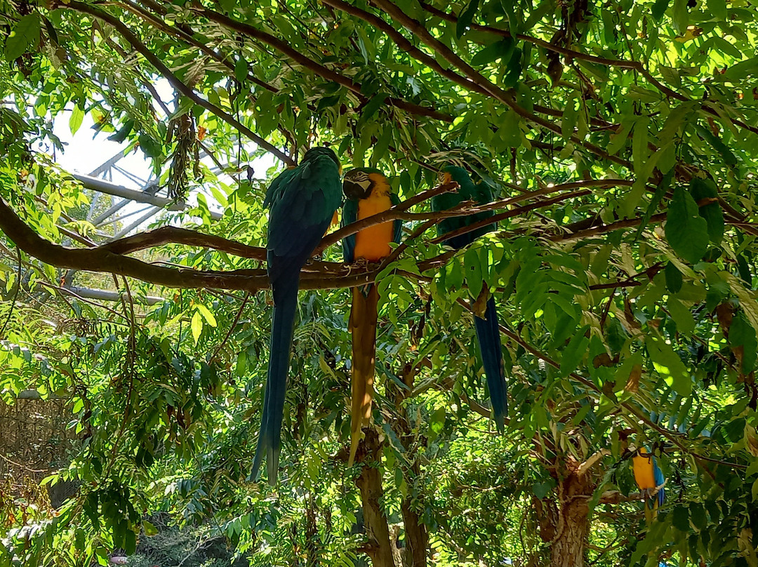 Parc Des Oiseaux-Villars-les-Dombes必去景点