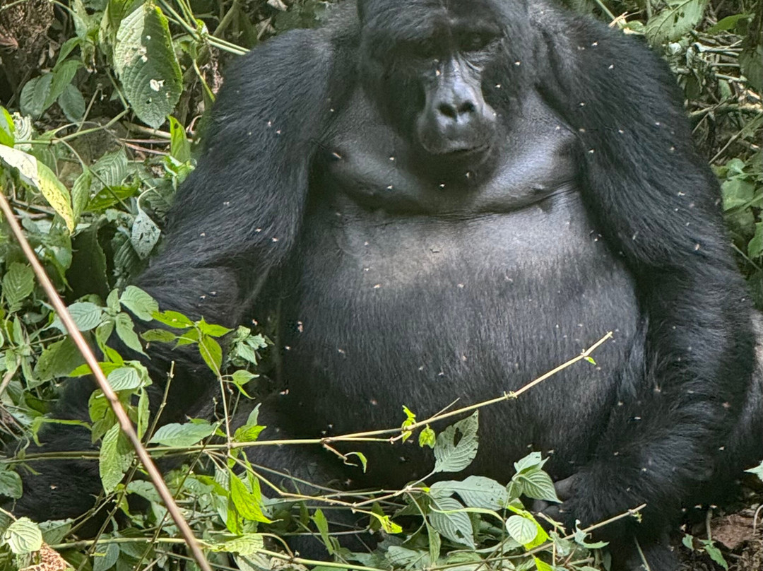 Go Gorilla Trekking-吉佳利必去景点