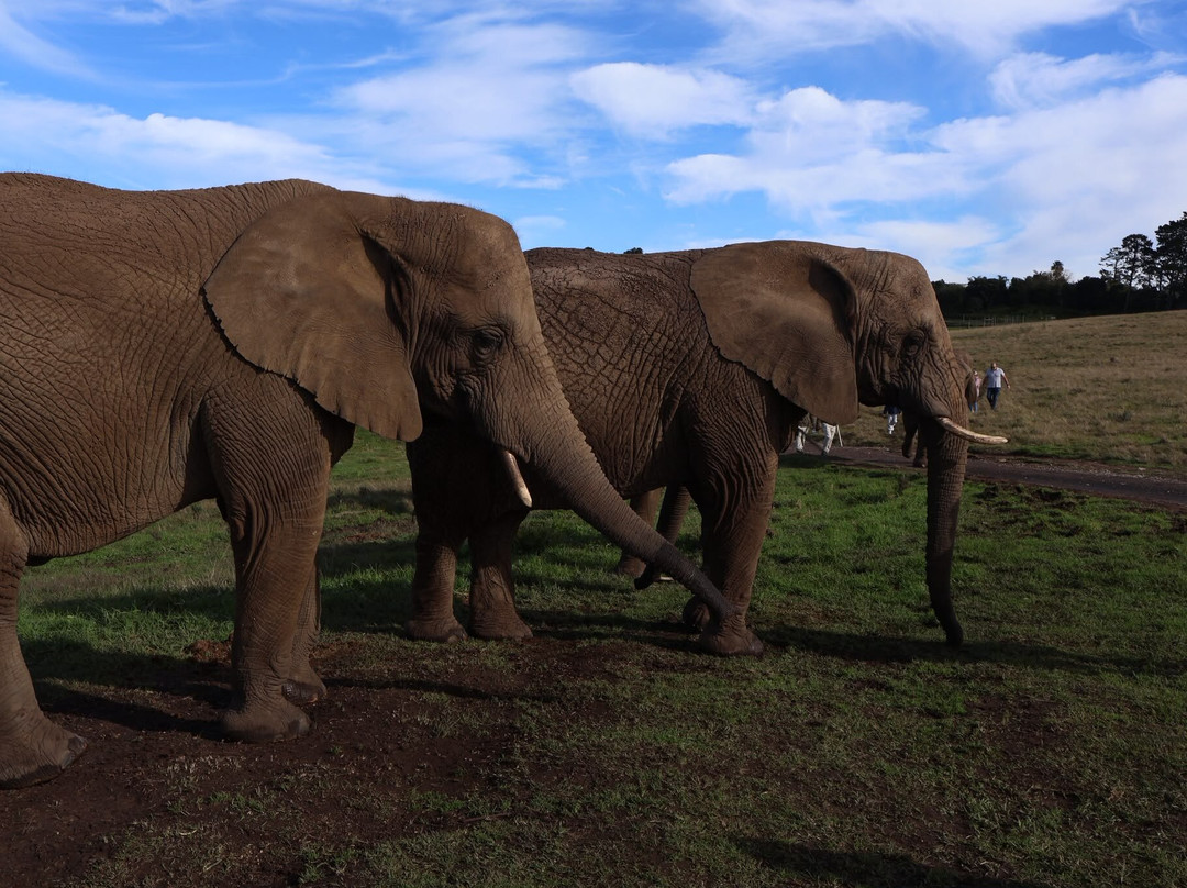 Knysna Elephant Park-克尼斯纳必去景点