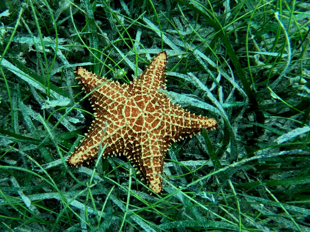 Vieques Snorkel Tours-维切克岛必去景点