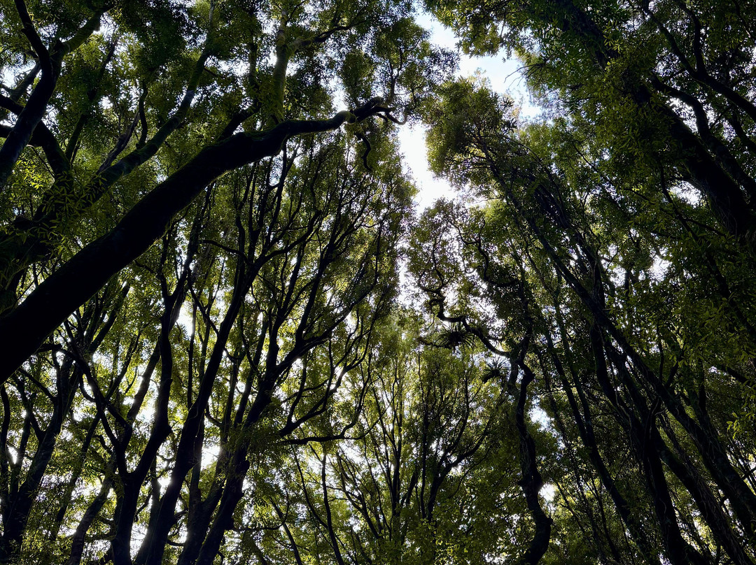 Sanctuary Mountain Maungatautari-Pukeatua必去景点