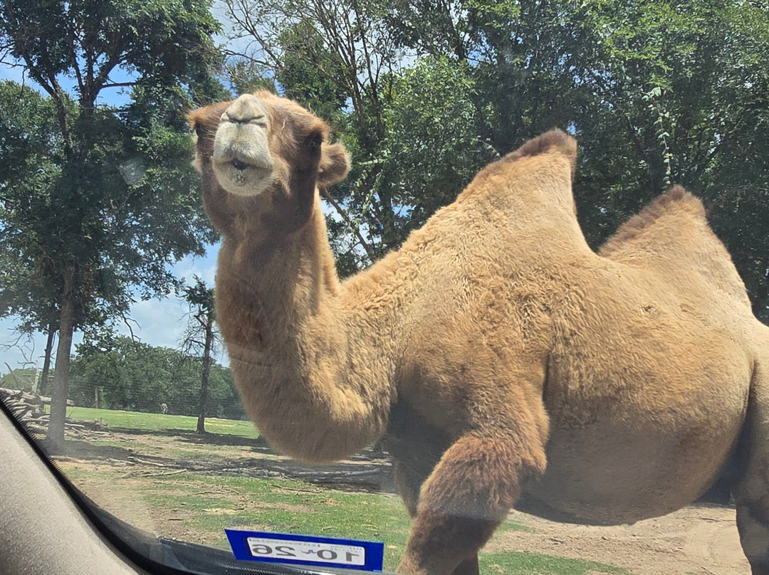 Franklin Drive Thru Safari-Franklin必去景点
