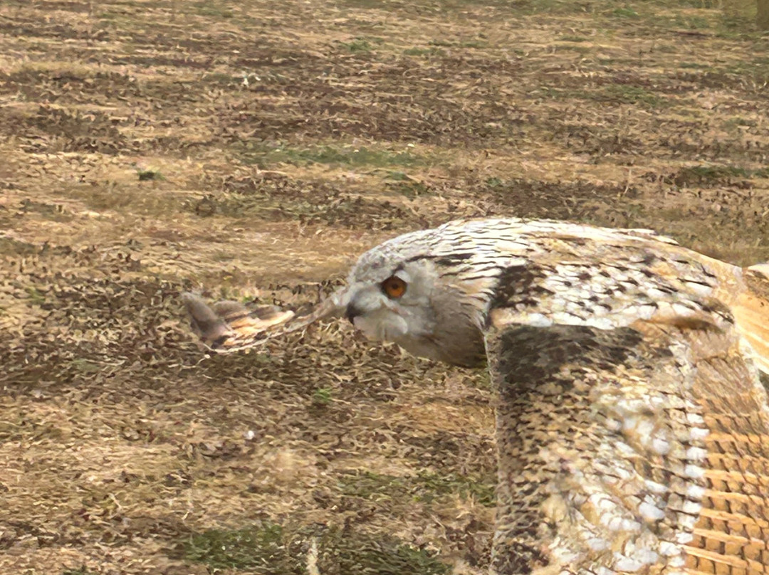 Suffolk Owl Sanctuary-Stonham Aspal必去景点