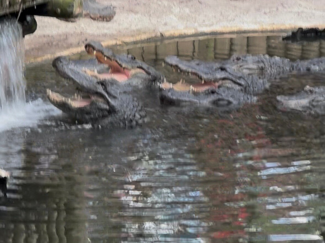 St. Augustine Alligator Farm Zoological Park-圣奥古斯丁必去景点