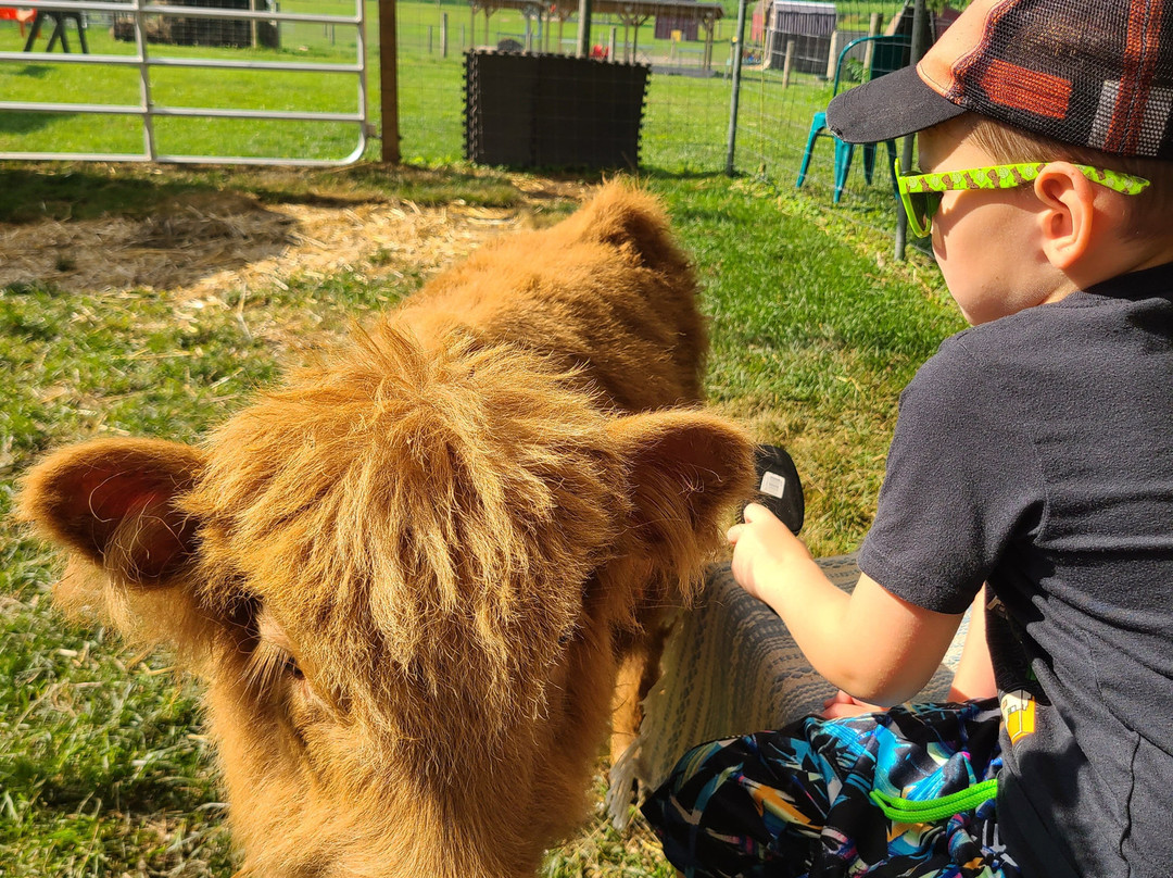 Udderly Ridiculous Farm Life-Blandford-Blenheim必去景点