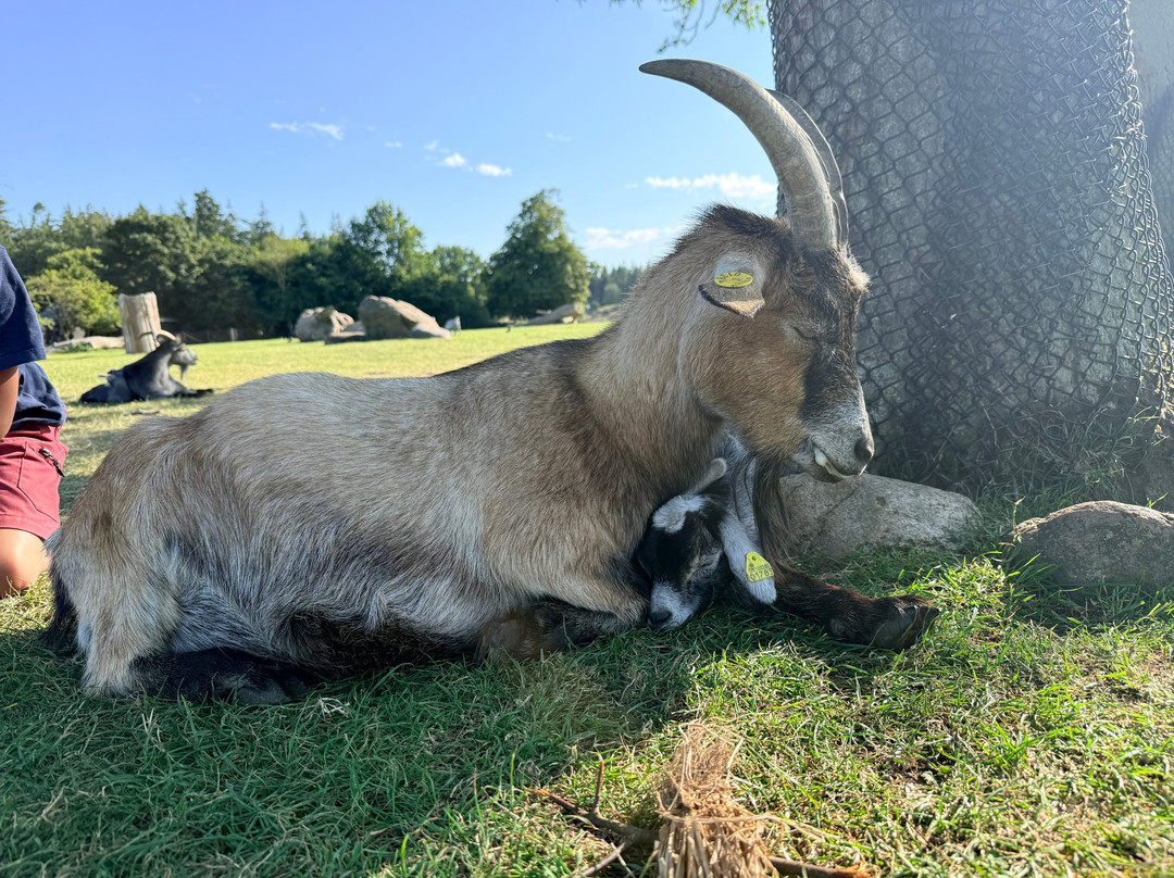 Knuthenborg Safaripark-马里博必去景点