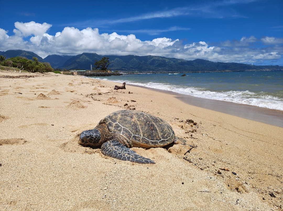 Kanaha Beach Park-卡胡卢伊必去景点