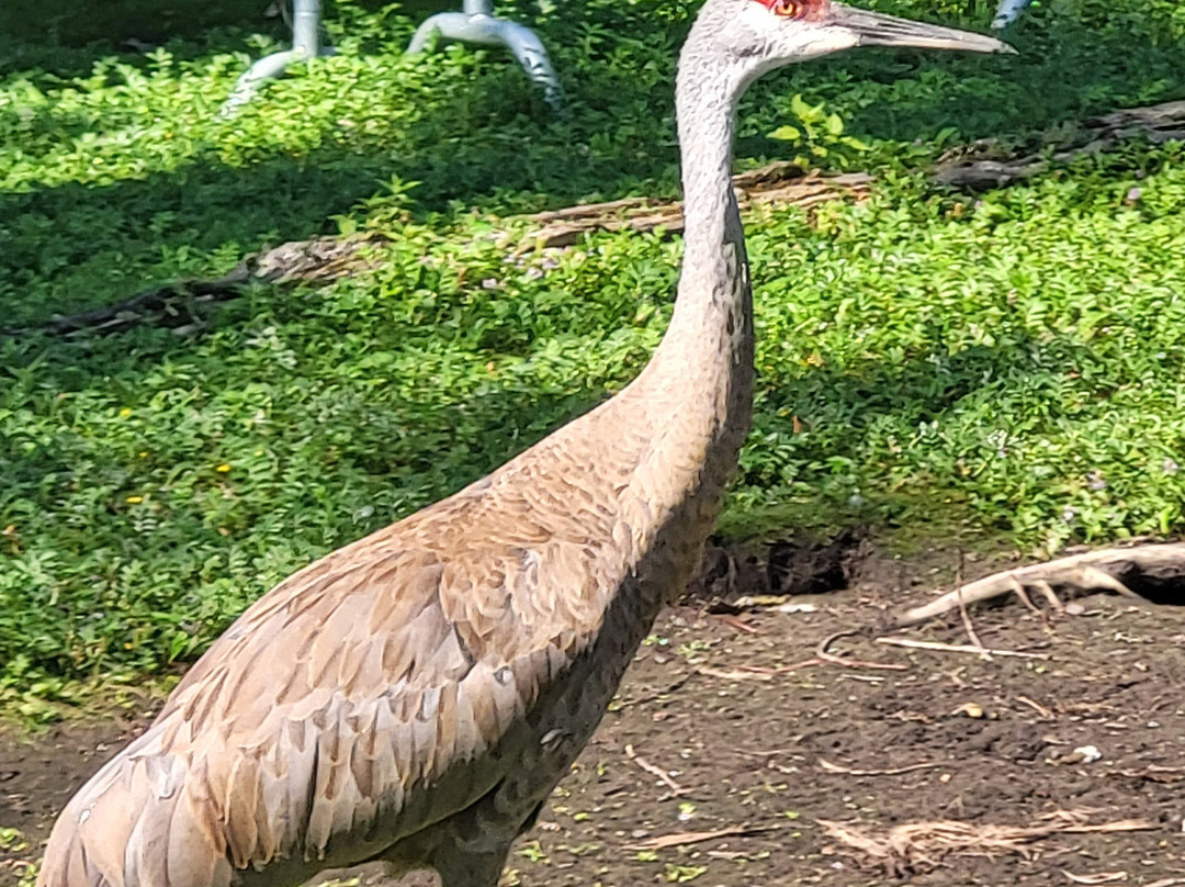 Bay Beach Wildlife Sanctuary-格林贝必去景点