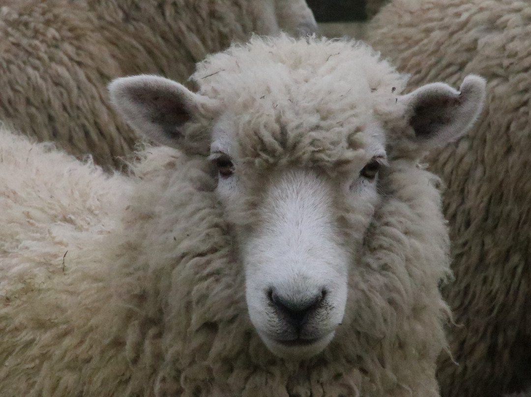 Feilding Saleyards Guided Tour-Feilding必去景点