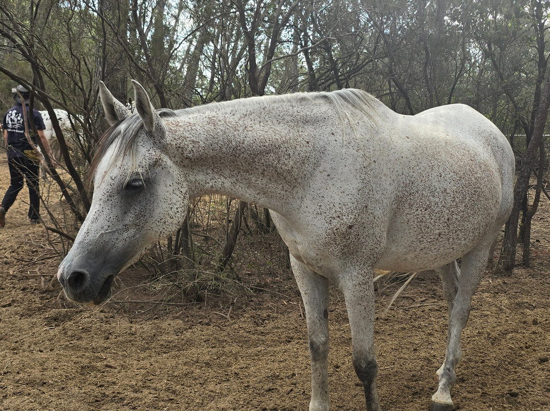 Aventure cheval. Randonnées à cheval-La Crau必去景点