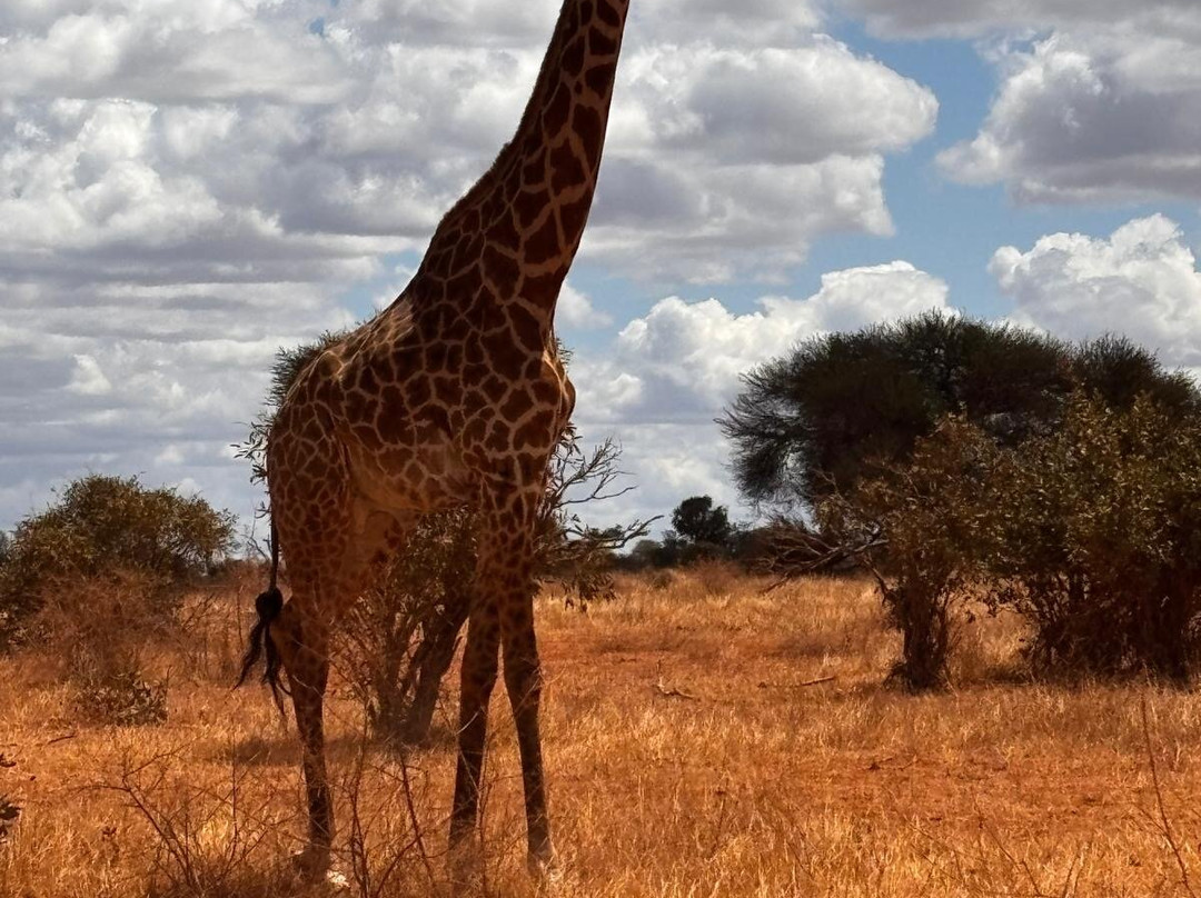 Jawamu Tours and Safaris-Kilifi必去景点