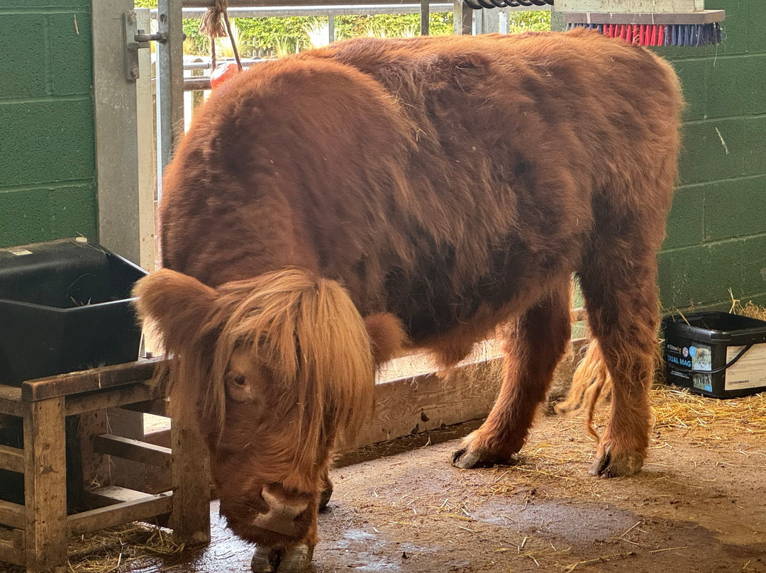 Chobham Adventure Farm-Chobham必去景点