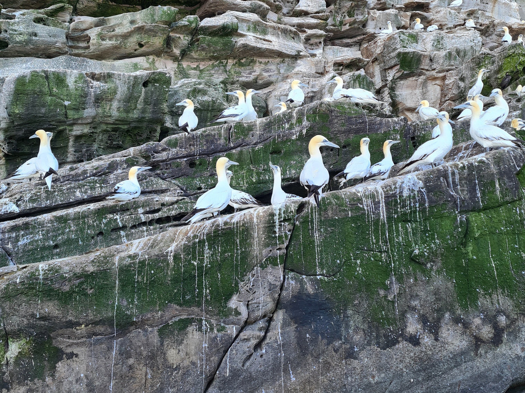 Seabirds and Seals - The Original Noss Boat Tours-Lerwick必去景点