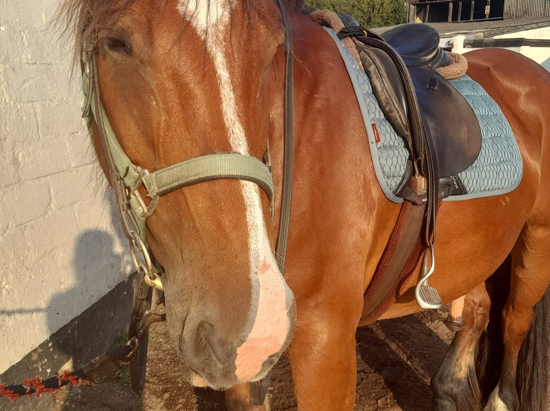 Reen Manor Riding School-佩伦波思必去景点