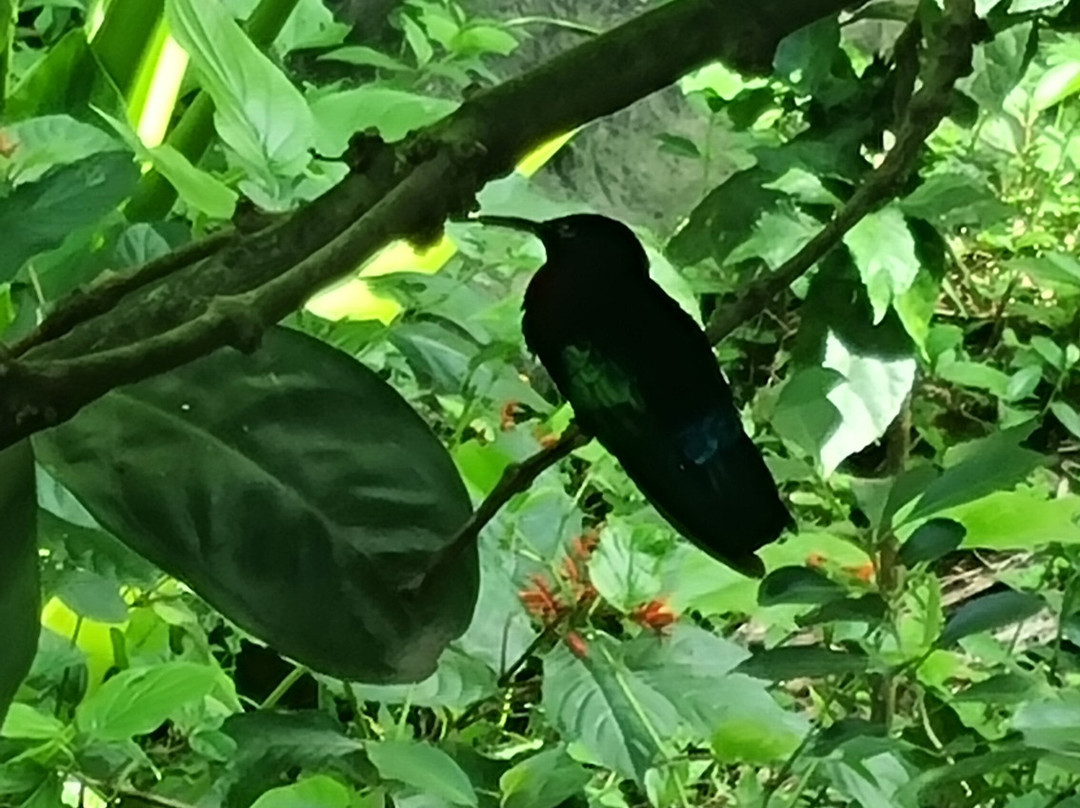 Zoo de Martinique-Le Carbet必去景点