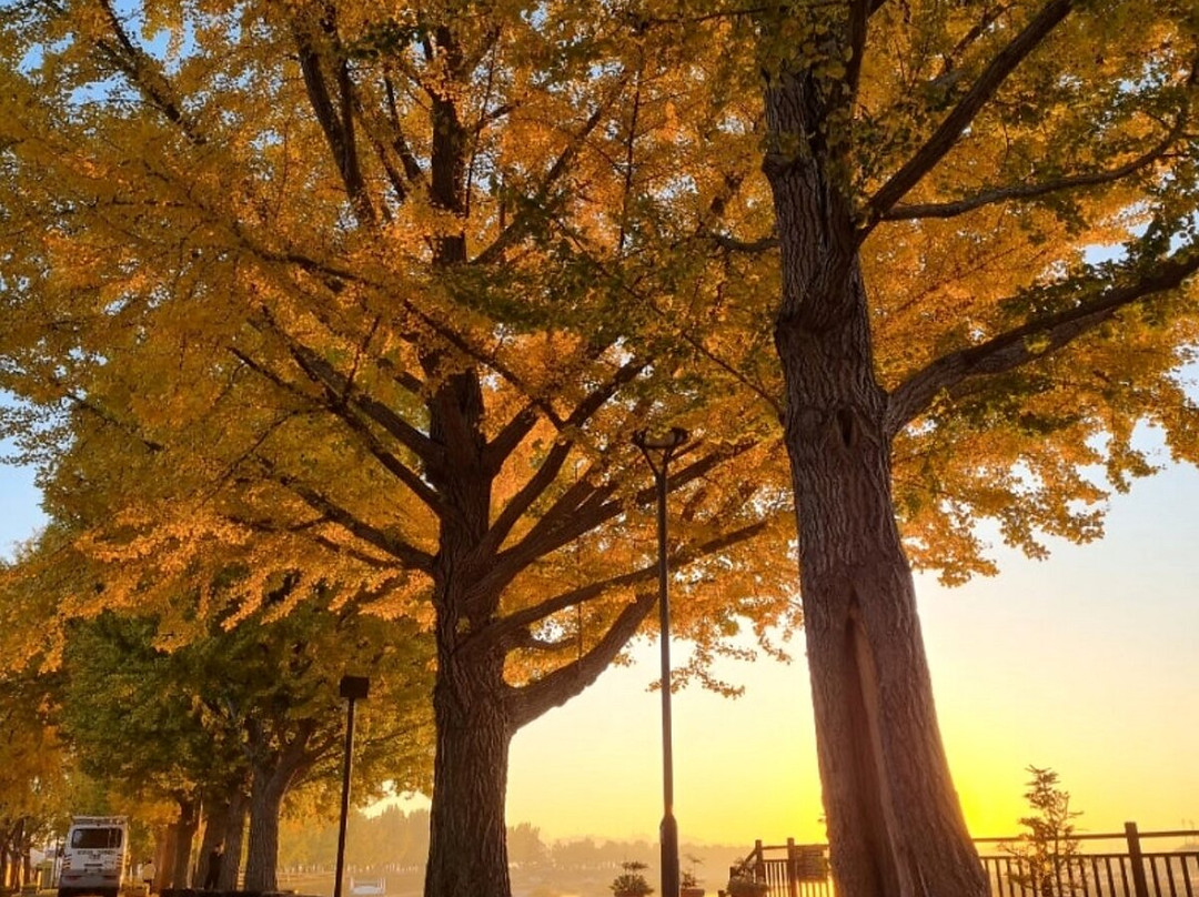 Gingko Tree Road-牙山市必去景点