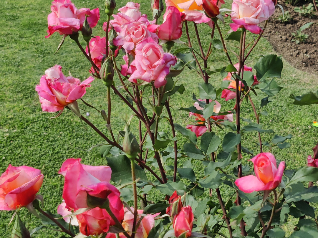 Mughal Gardens-斯利那加必去景点