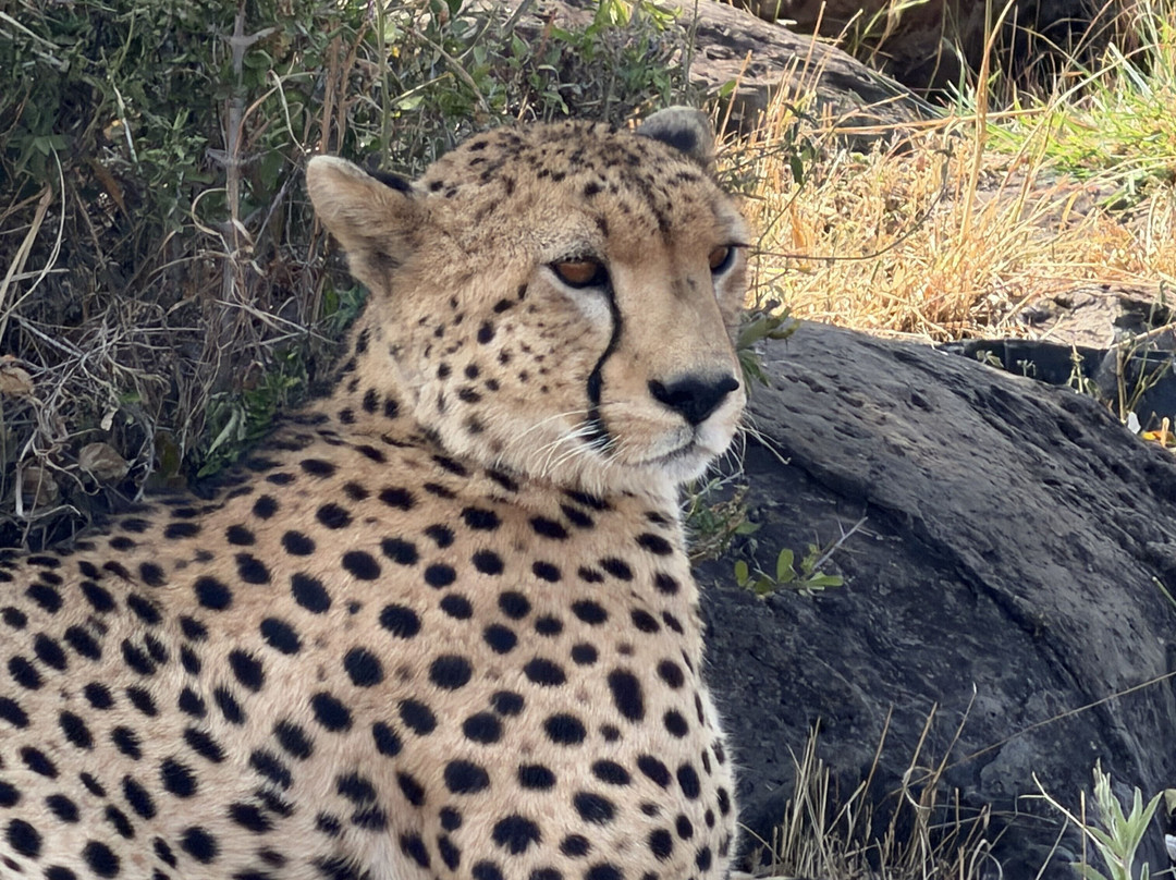 Mahlatini Luxury Travel-Rondebosch必去景点