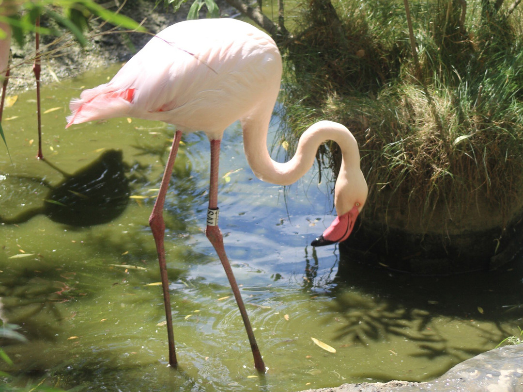 Zoo Salzburg-安妮夫必去景点