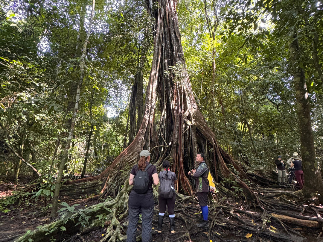 Jaguar Corcovado Tours-希门尼斯港必去景点