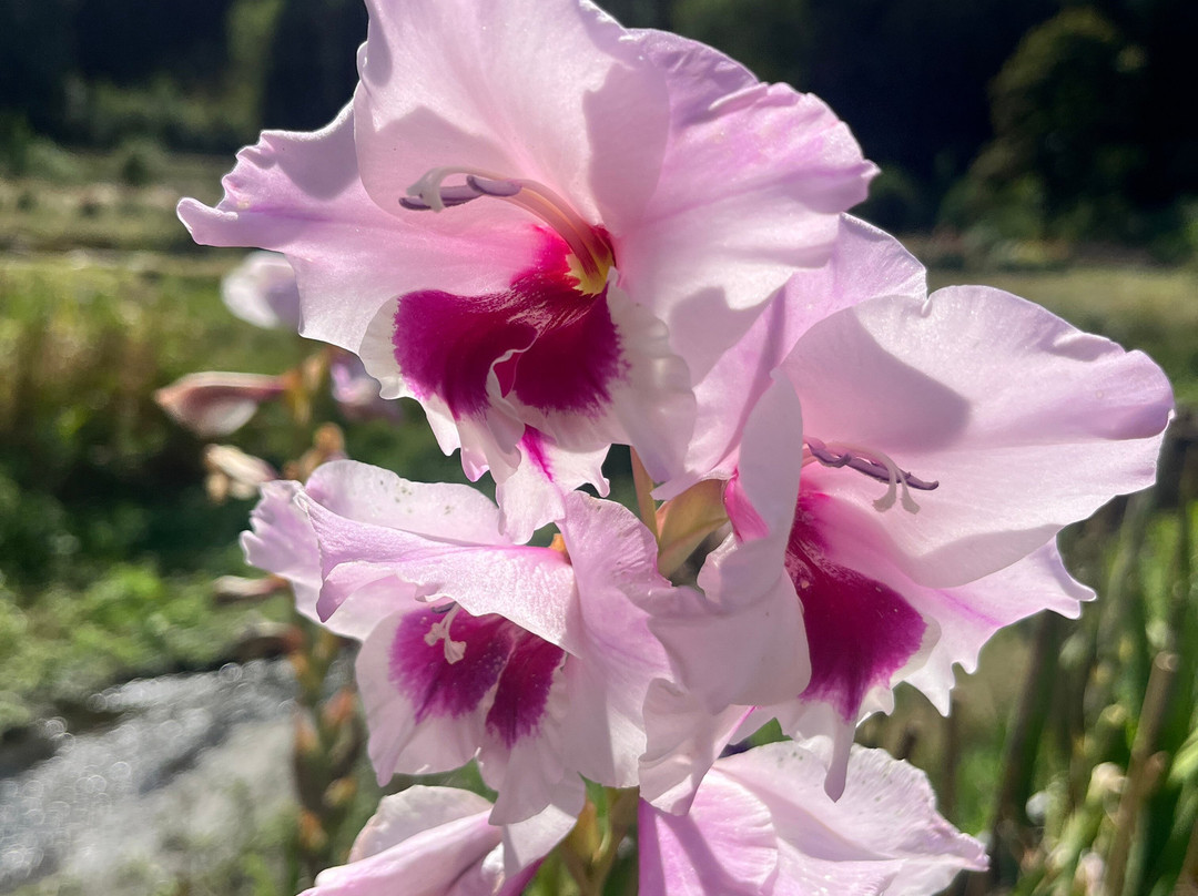Botanical Garden Bečov nad Teplou-Becov nad Teplou必去景点