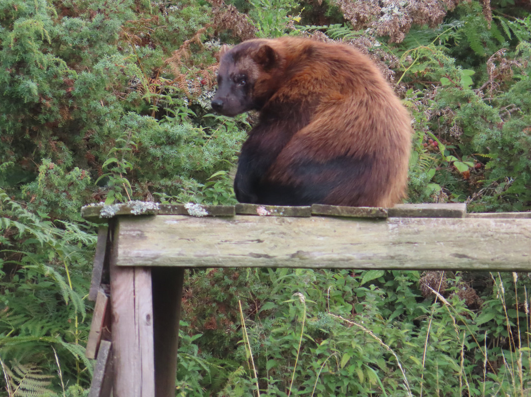 Highland Wildlife Park-Kincraig必去景点