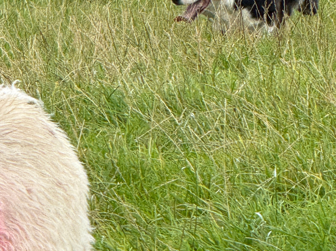 Atlantic Sheepdogs-Grange必去景点