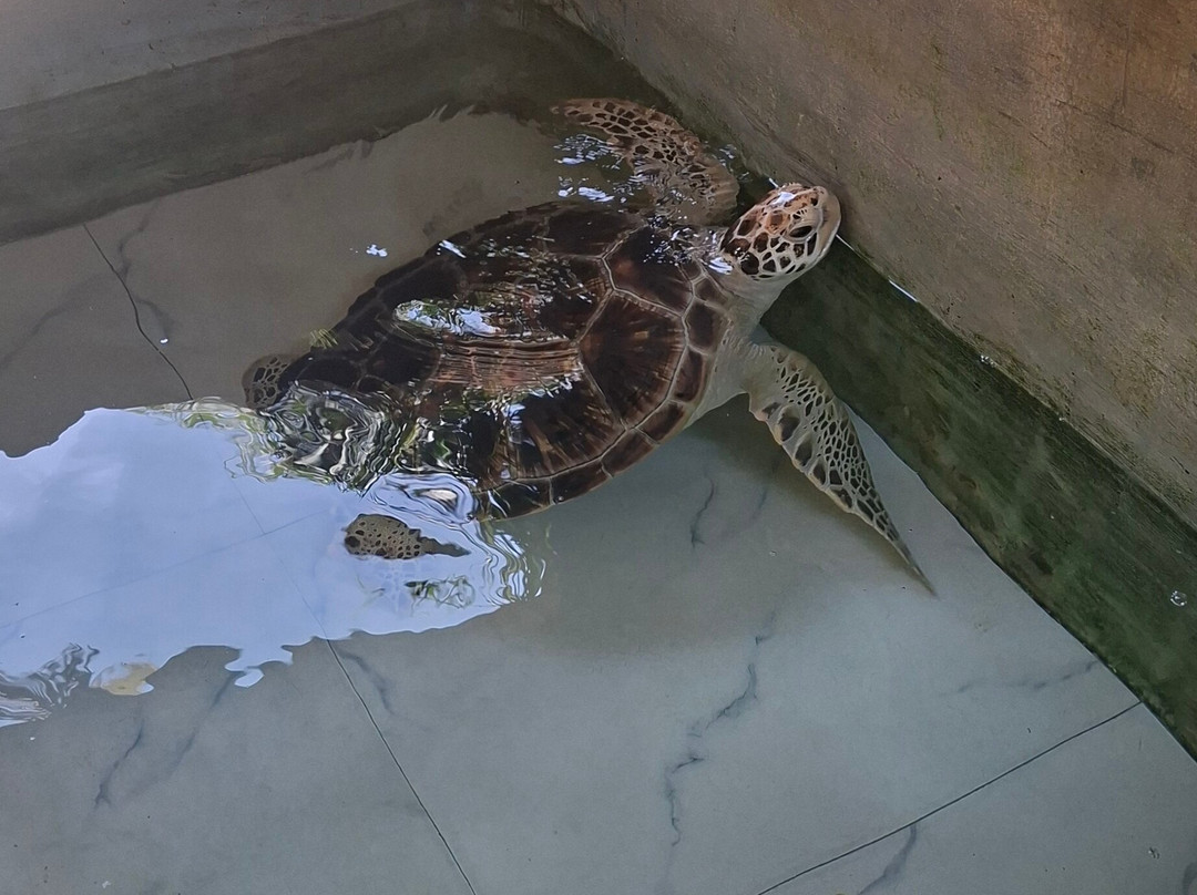 Sea Turtle Farm Galle Mahamodara-加勒必去景点