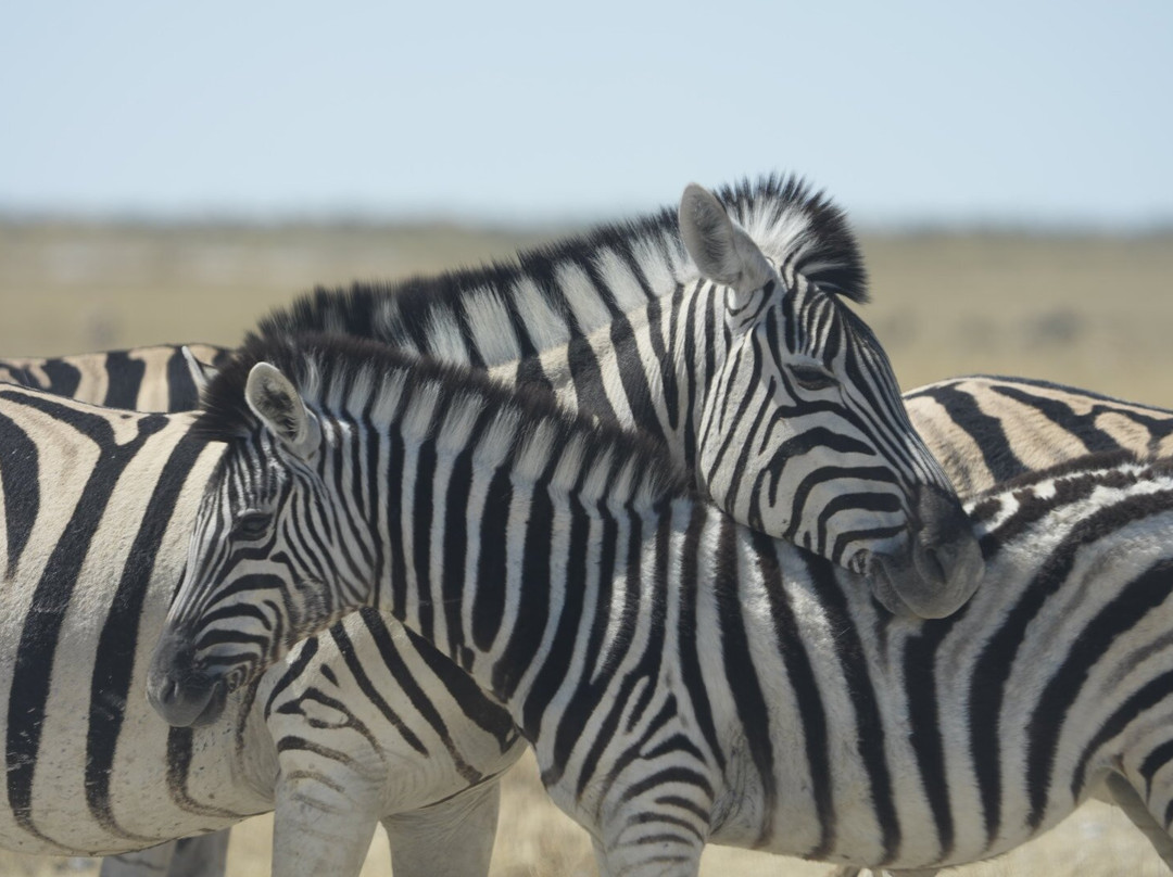 Born in Etosha Self-Drive Private Tours-Okaukuejo必去景点