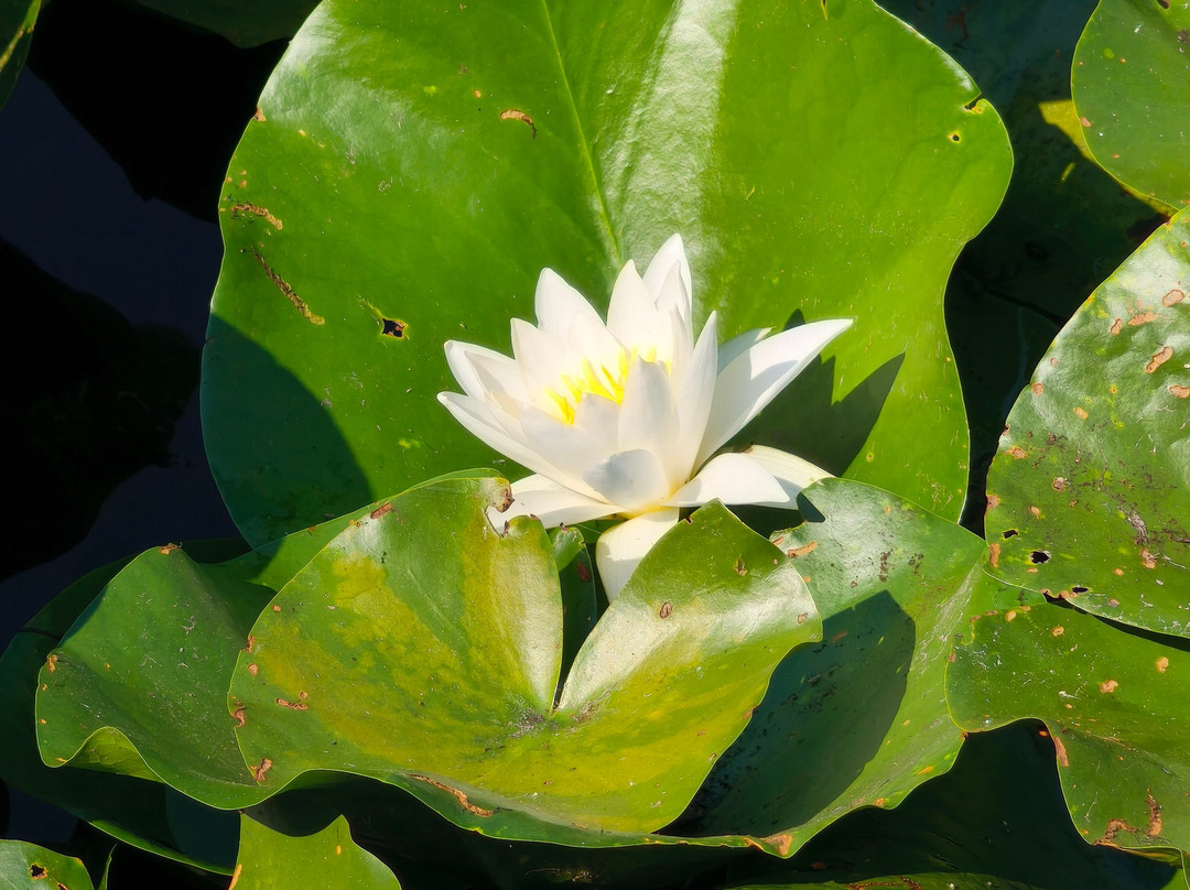 Monte Frog Boat Cruise-维尔巴札拉必去景点