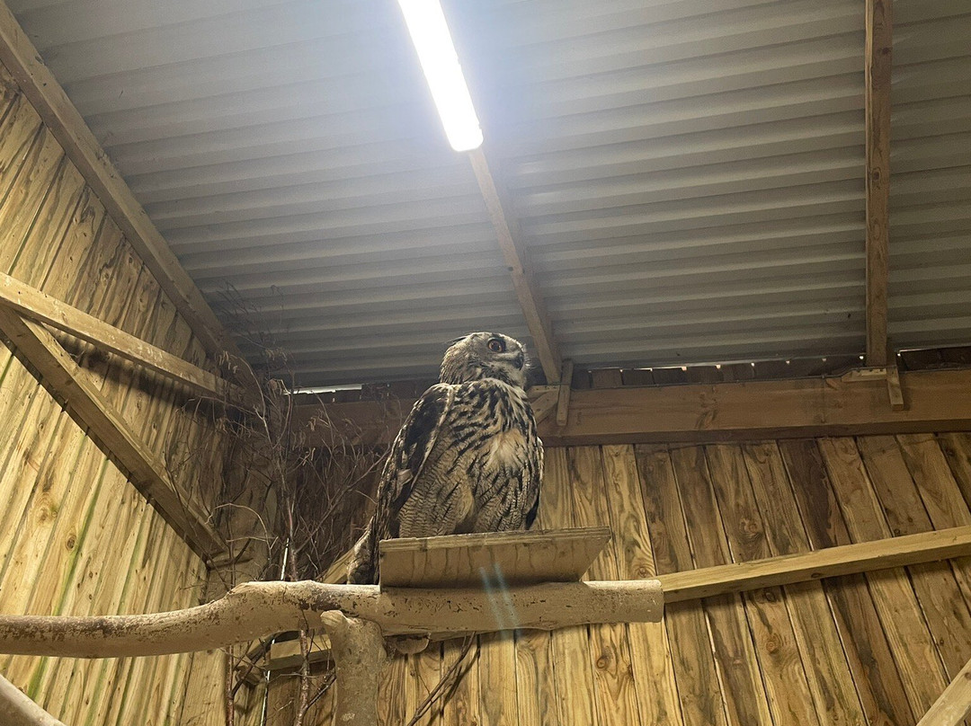 Screech Owl Sanctuary & Animal Park-St Columb Major必去景点