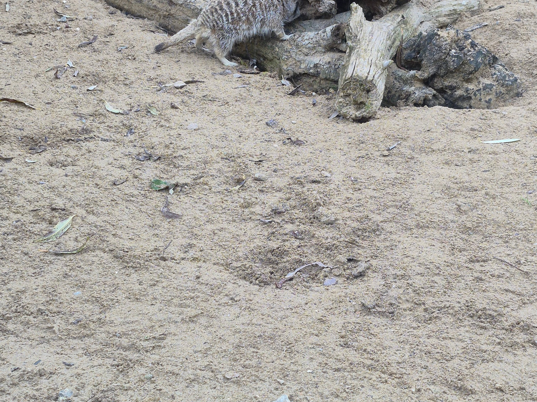 Screech Owl Sanctuary & Animal Park-St Columb Major必去景点