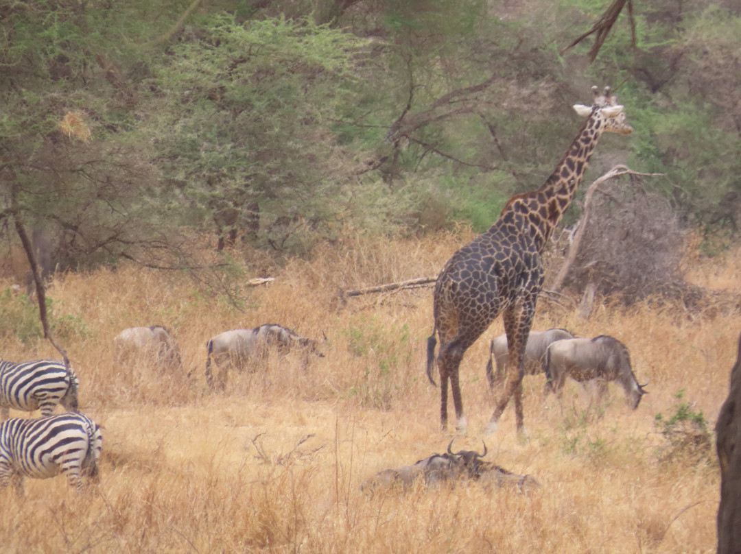 Tarangire National Park-塔兰吉雷国家公园必去景点