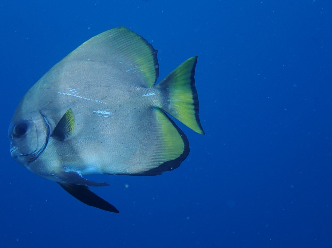 Euro-Divers LUX South Ari Atoll-南阿里环礁必去景点