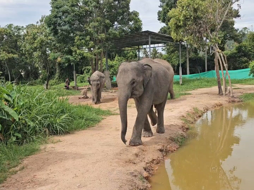 I Love Elephant Samui-Na Mueang必去景点