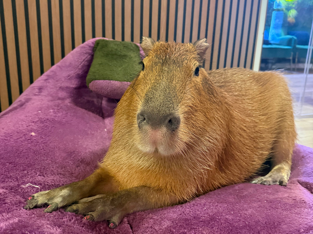 Wild Encounters - A Capybara Cafe-巴拿马城海滩必去景点