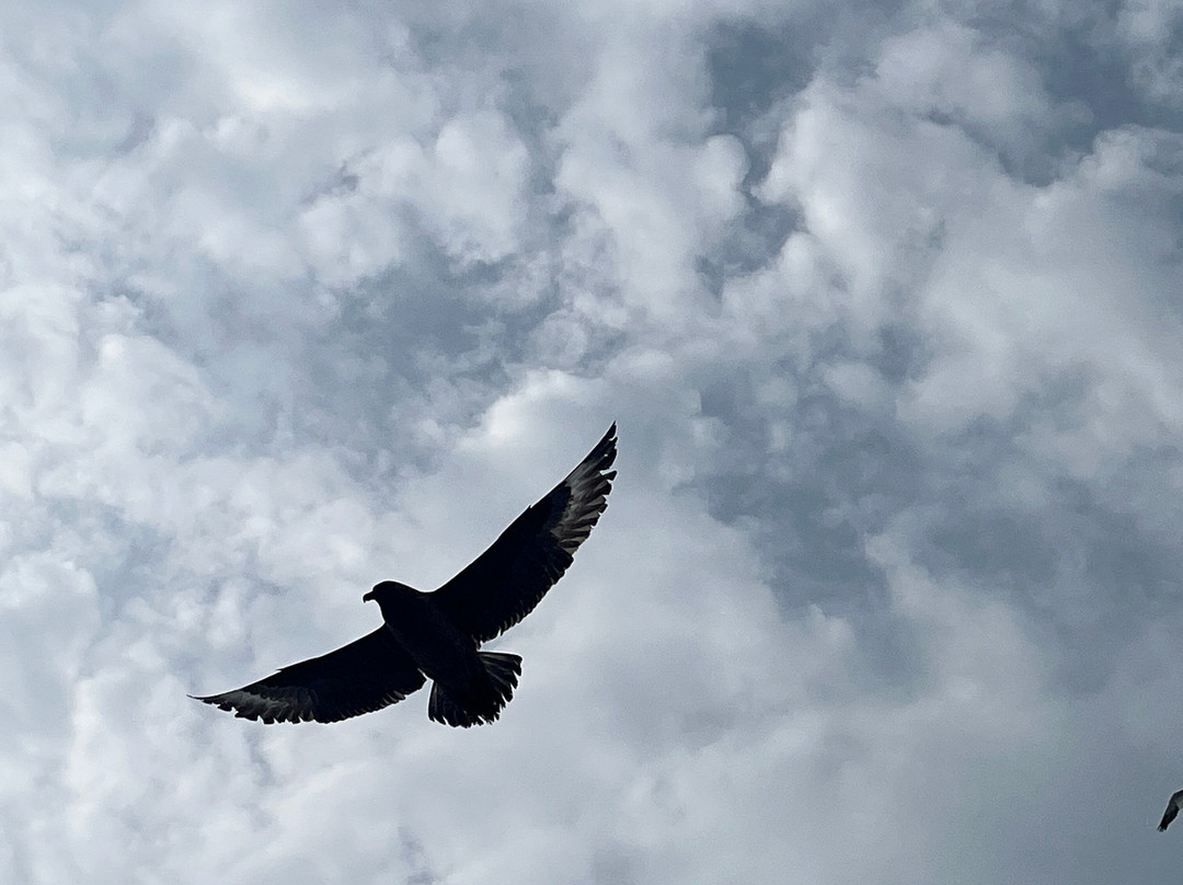 Seabirds and Seals - The Original Noss Boat Tours-Lerwick必去景点