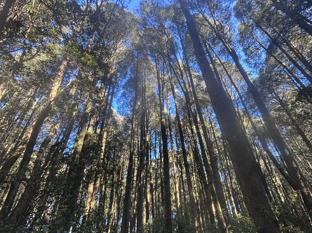 Yarndley's Bush-Te Awamutu必去景点
