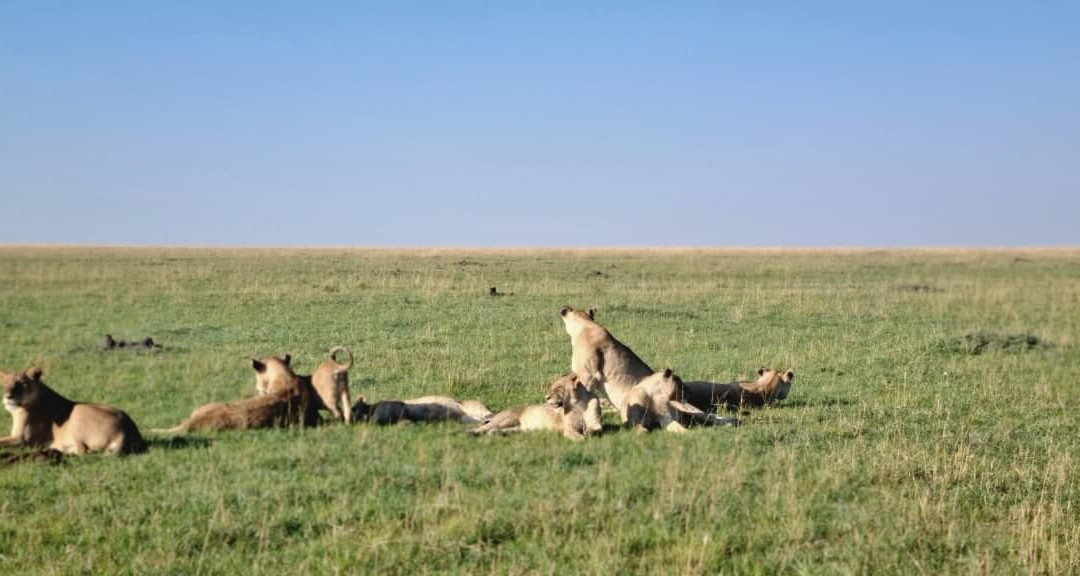 Roaming Africa Tours and Safaris - Day Tours-内罗毕必去景点