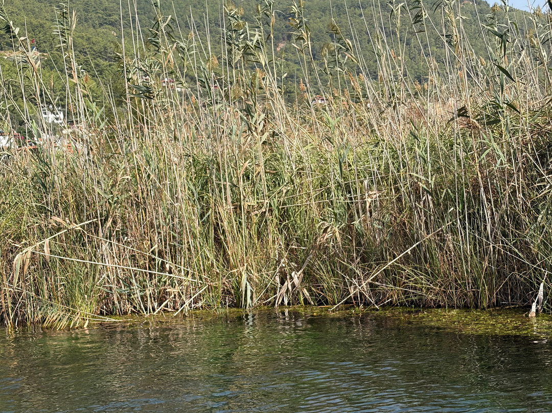 Akyaka River Romp-Akyaka必去景点