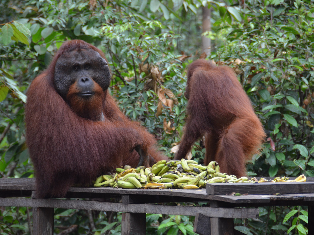 Orangutan Houseboat Tour-Kumai必去景点