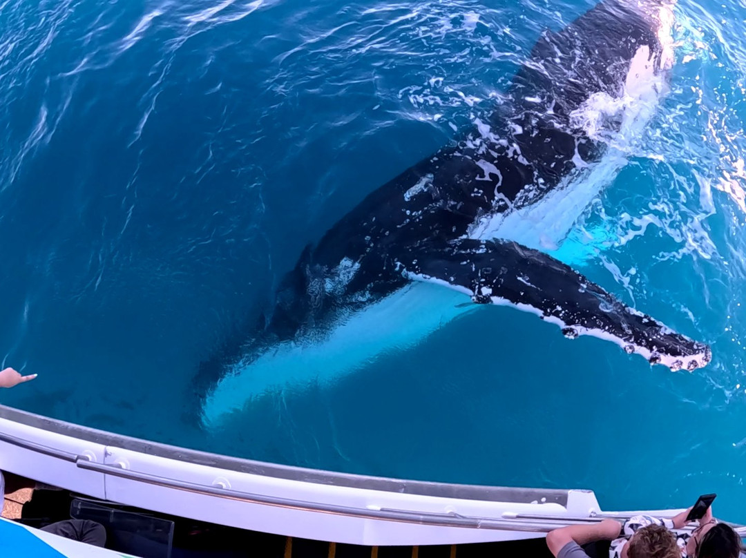 Hervey Bay Whale Watch-尤兰根必去景点