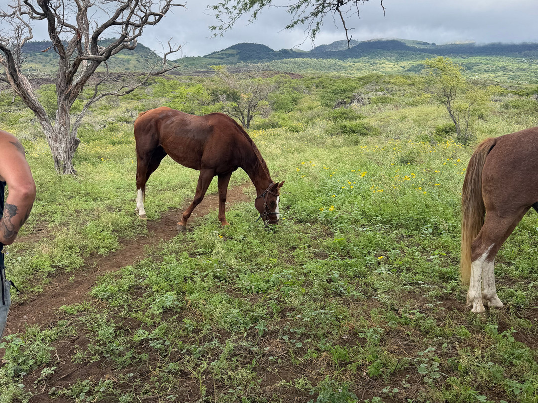 Triple L Ranch Horseback Tours-库拉必去景点