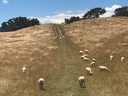 Duder Regional Park-Howick必去景点