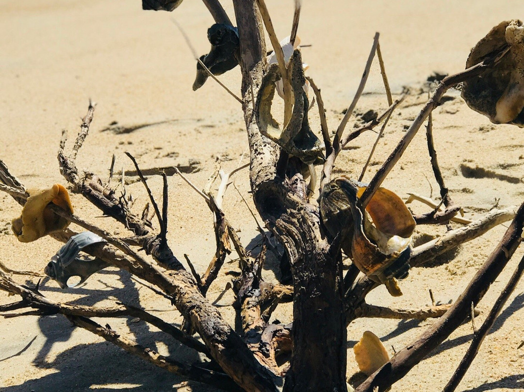 Cape Point Beach-Hatteras Island必去景点