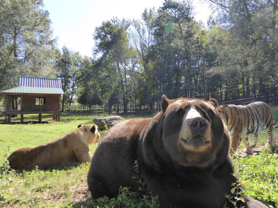 Locust Grove旅游景点-Noah's Ark Rehabilitation Center