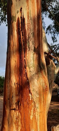 Gum Gully Bed & Breakfast主图