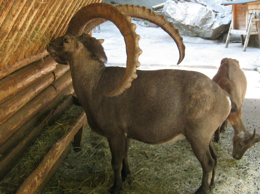 Wildpark Feldkirch